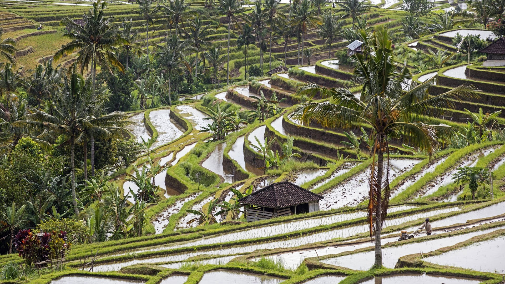 Jatiluwih auf Bali (Archivbild): Die zwei Menschen starben bei einem Erdrutsch.