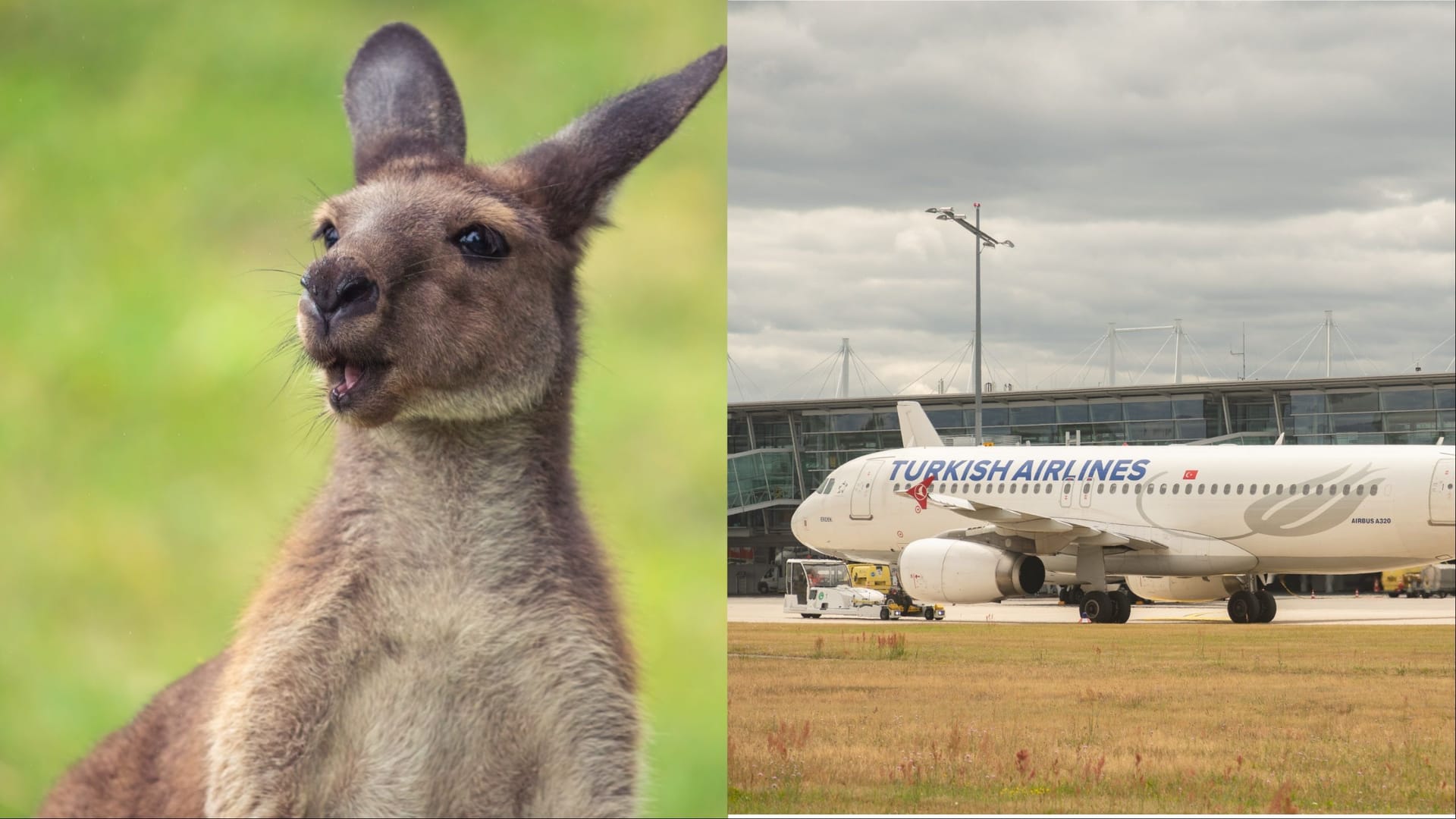 Ein Känguru in Australien (l.): Wer vom Airport Nürnberg (r.) Richtung Kängurus abheben will, hat eine neue Möglichkeit.