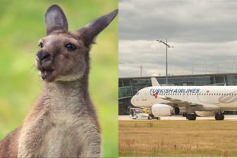 Ein Känguru in Australien (l.): Wer vom Airport Nürnberg (r.) Richtung Kängurus abheben will, hat eine neue Möglichkeit.