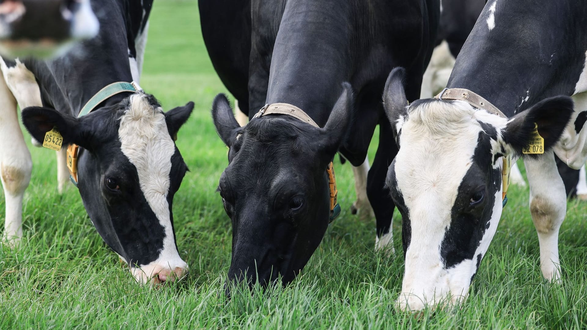 Weideaustrieb in der Milchwirtschaft