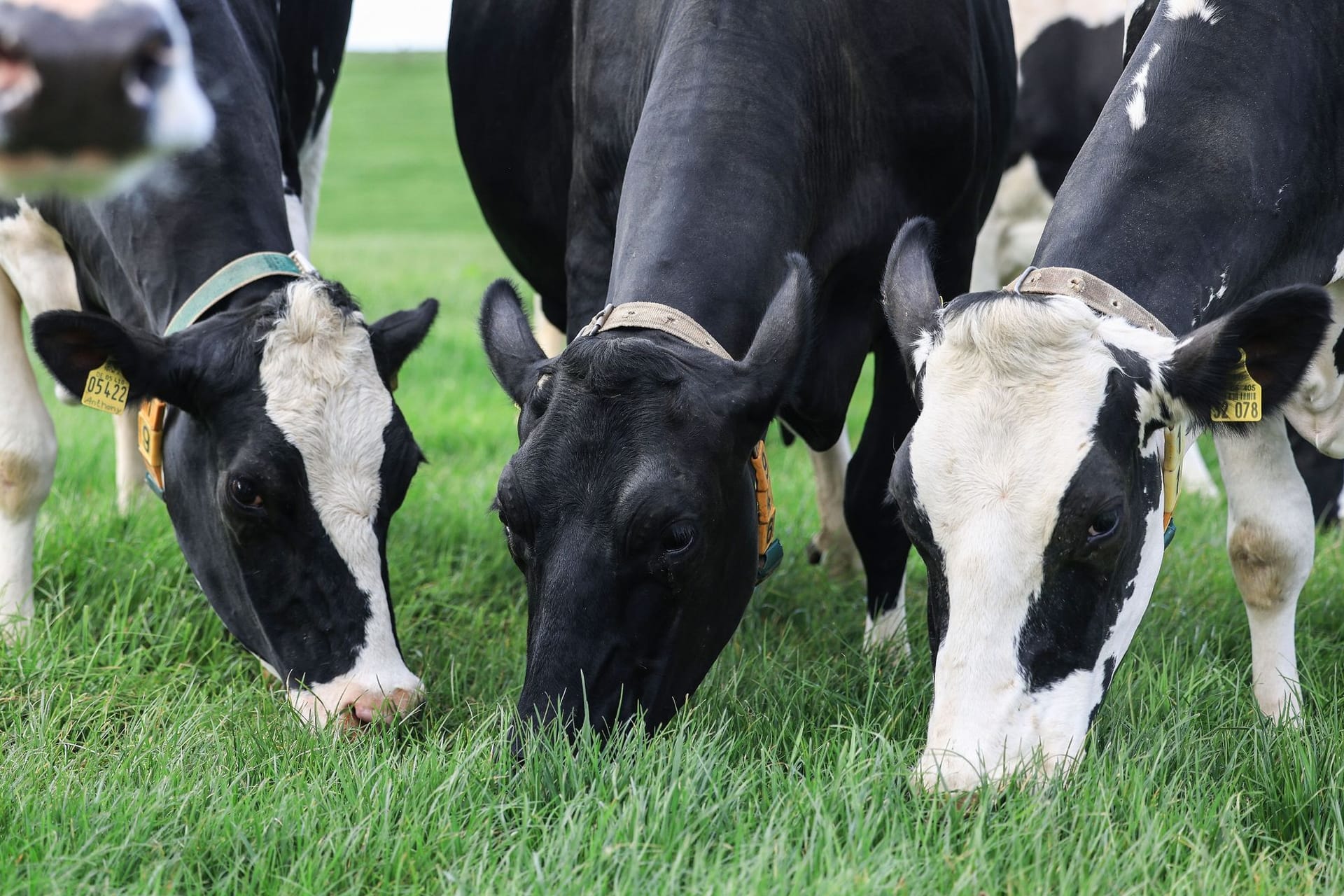 Weideaustrieb in der Milchwirtschaft