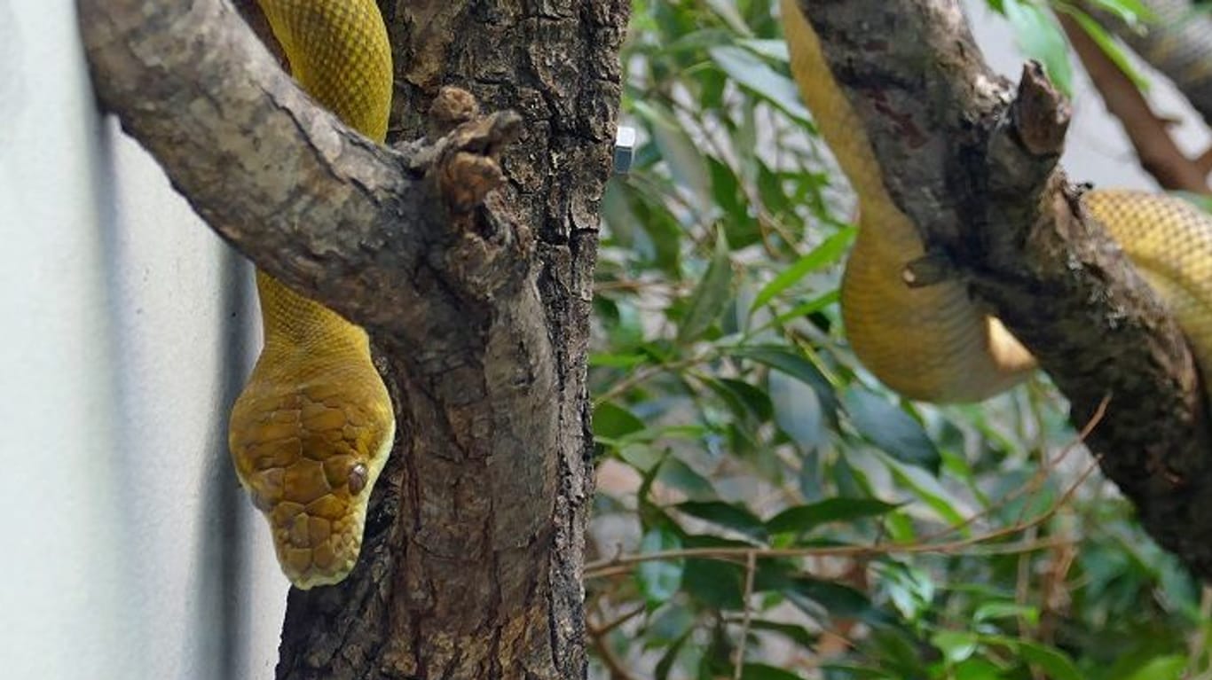 Gelblich gefärbt und gerne auf Bäumen unterwegs: Die Seram-Python sind sonst nur auf zwei Inseln in Indonesien bekannt. Hierzulande muss man nun nicht mehr so weit reisen, um die seltenen Tiere zu bewundern.