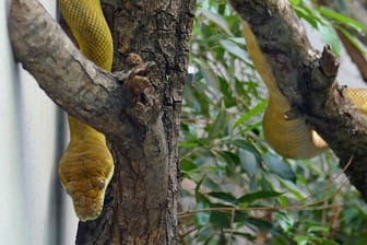 Gelblich gefärbt und gerne auf Bäumen unterwegs: Die Seram-Python sind sonst nur auf zwei Inseln in Indonesien bekannt. Hierzulande muss man nun nicht mehr so weit reisen, um die seltenen Tiere zu bewundern.