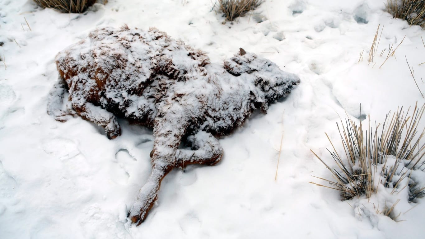 Erfrorenes Kalb in der Mongolei (Archivbild): Die Mongolei wurde in diesem Winter von einem extremen Wintereinbruch heimgesucht.