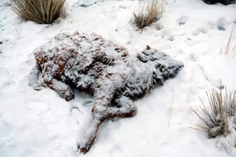Erfrorenes Kalb in der Mongolei (Archivbild): Die Mongolei wurde in diesem Winter von einem extremen Wintereinbruch heimgesucht.