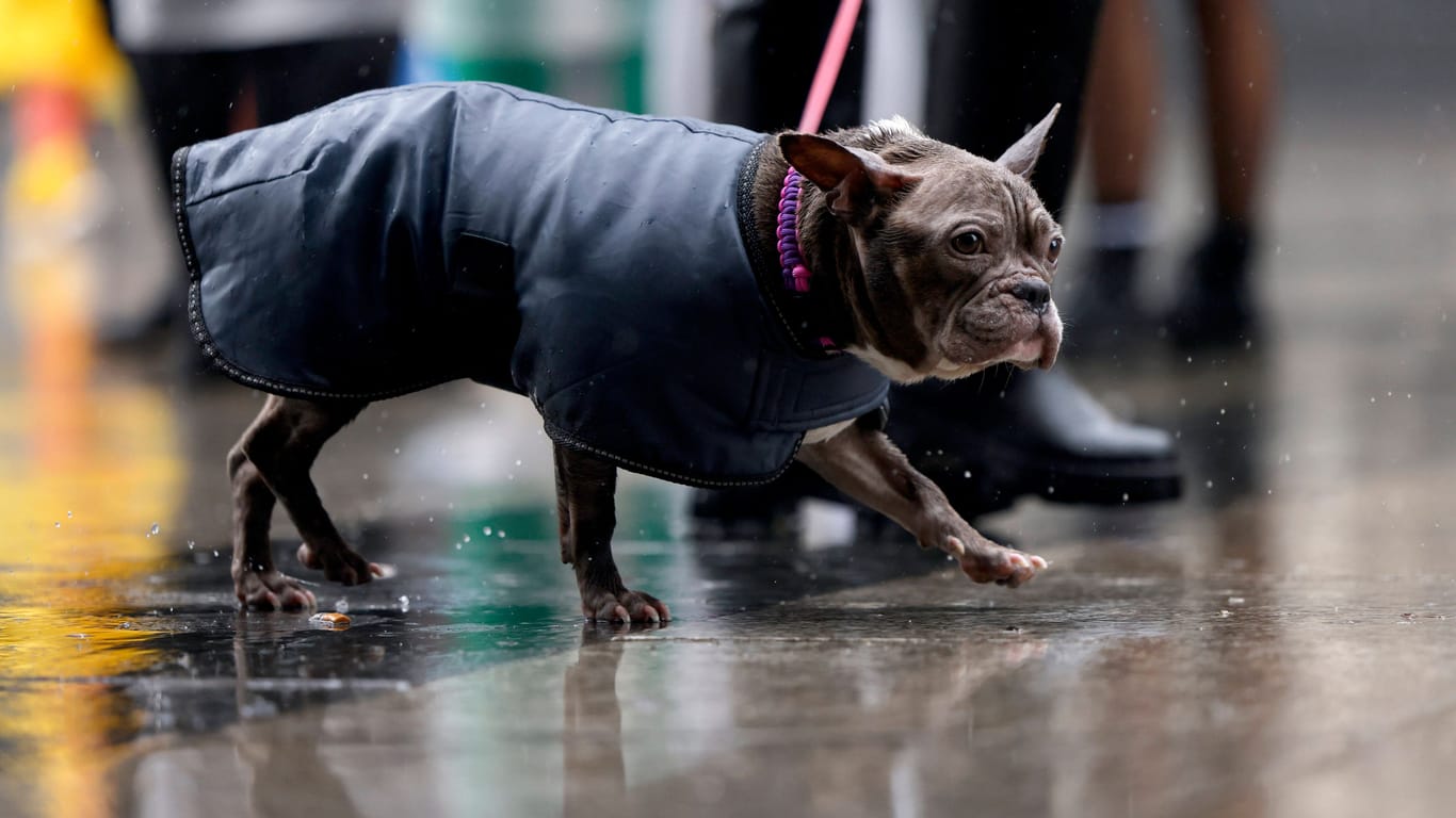 Ein angeleinter Hund wird bei Regenwetter die Stadt geführt (Symbolbild): Der Deutsche Wetterdienst warnt vor Dauerregen am Montag.
