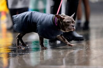 Ein angeleinter Hund wird bei Regenwetter die Stadt geführt (Symbolbild): Der Deutsche Wetterdienst warnt vor Dauerregen am Montag.