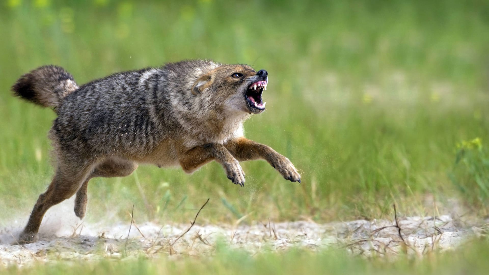 Ein Goldschakal in Aktion: In einem deutschen Bundesland siedeln sich die Tiere wieder an.