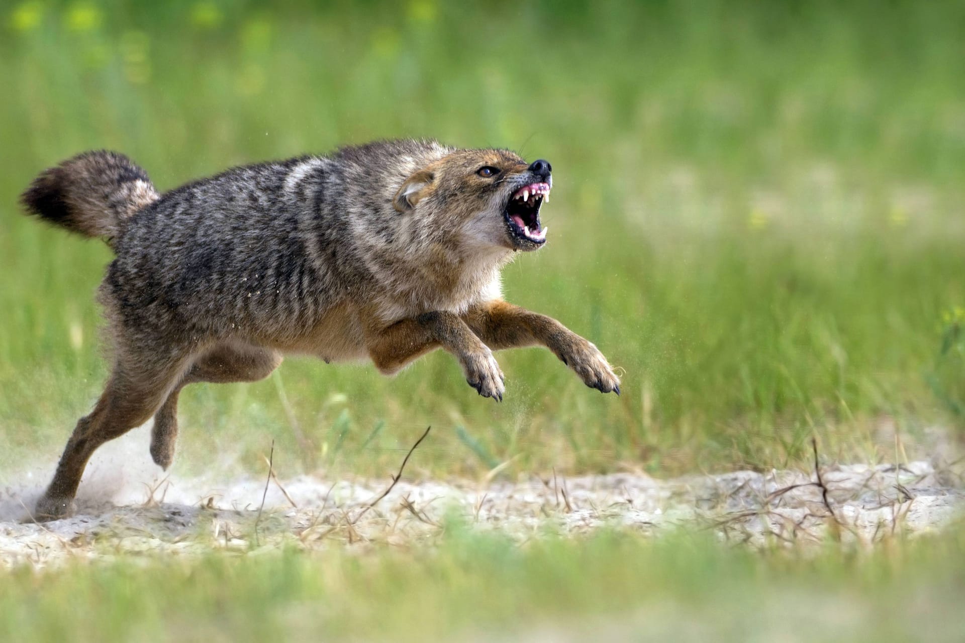 Ein Goldschakal in Aktion: In einem deutschen Bundesland siedeln sich die Tiere wieder an.