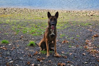 Diensthund Tiu hilft regelmäßig dabei, Verbrecher in Dortmund und Umgebung festnehmen zu lassen.