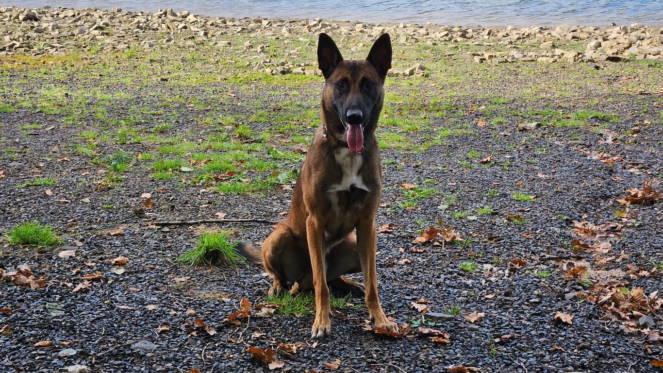 Diensthund Tiu hilft regelmäßig dabei, Verbrecher in Dortmund und Umgebung festnehmen zu lassen.