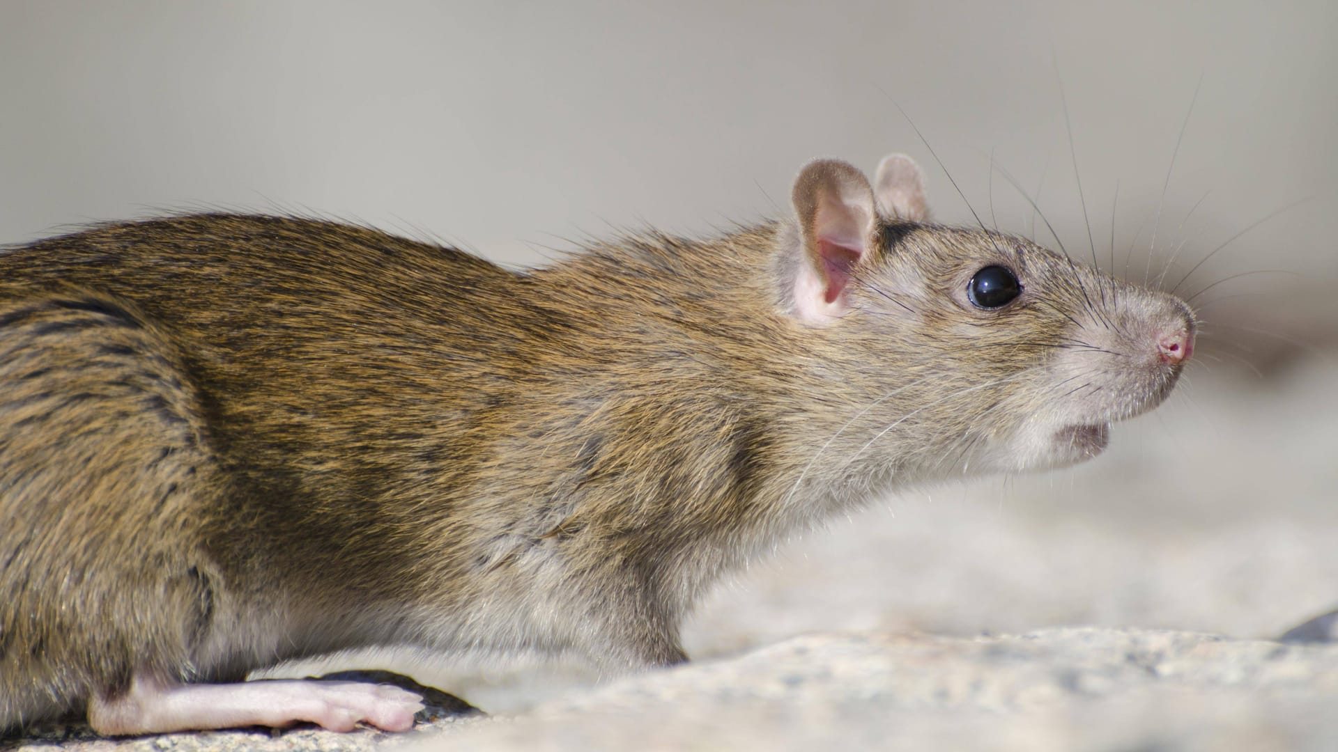 Ratte (Symbolbild): Ein Experte geht davon aus, dass Marihuana auf Ratten ähnlich wirkt wie auf Menschen.