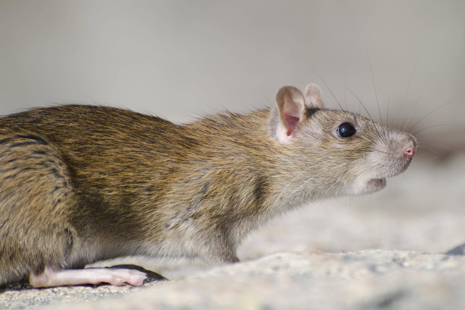 Ratte (Symbolbild): Ein Experte geht davon aus, dass Marihuana auf Ratten ähnlich wirkt wie auf Menschen.