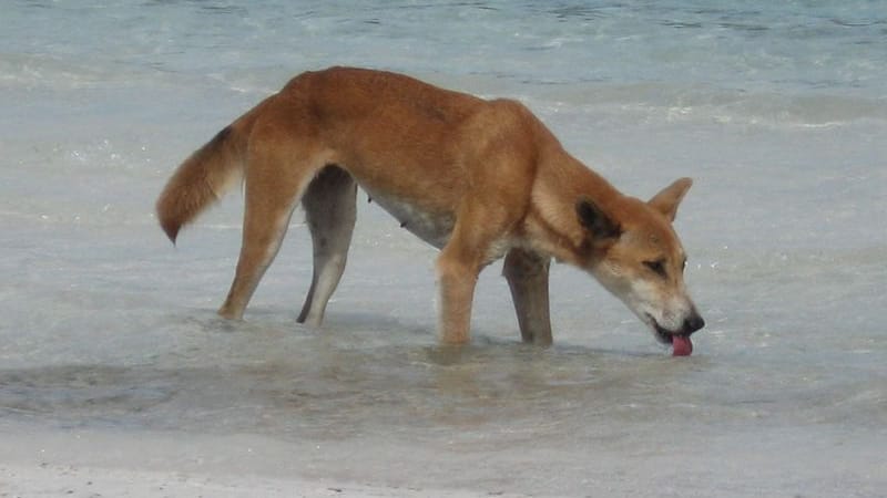 Immer wieder kommt es zu Zwischenfällen mit Dingos.