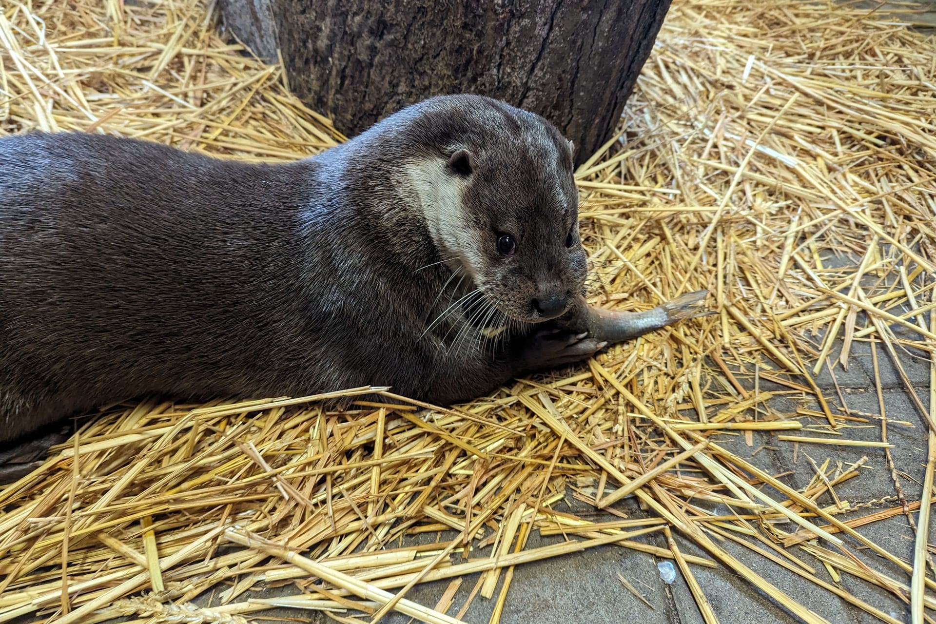 Fischotter in der Alten Fasanerie: Ein Otter ist gerade dabei, einen Fisch zu fressen.