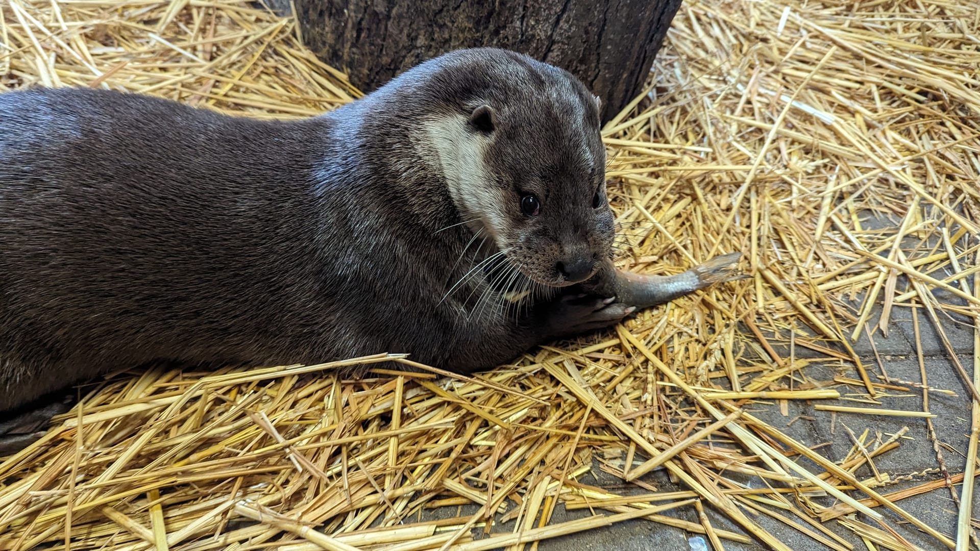 Fischotter in der Alten Fasanerie: Ein Otter ist gerade dabei, einen Fisch zu fressen.