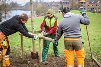 Noch bis Ende März pflanzt die Stadt neue Bäume. Ein Schwerpunkt des Planungskonzepts "Düsseldorf pflanzt Zukunft" liegt auf dem Südpark.