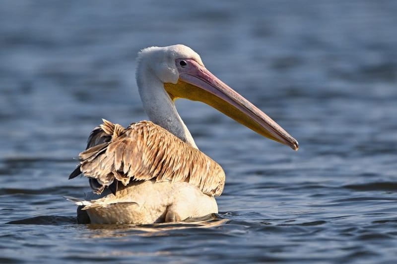 Ein Pelikan, vermutlich Rosapelikan, schwimmt auf der Spree in Ostbrandenburg.