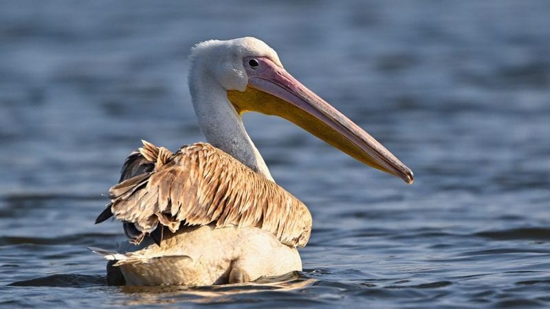 Ein Pelikan, vermutlich Rosapelikan, schwimmt auf der Spree in Ostbrandenburg.