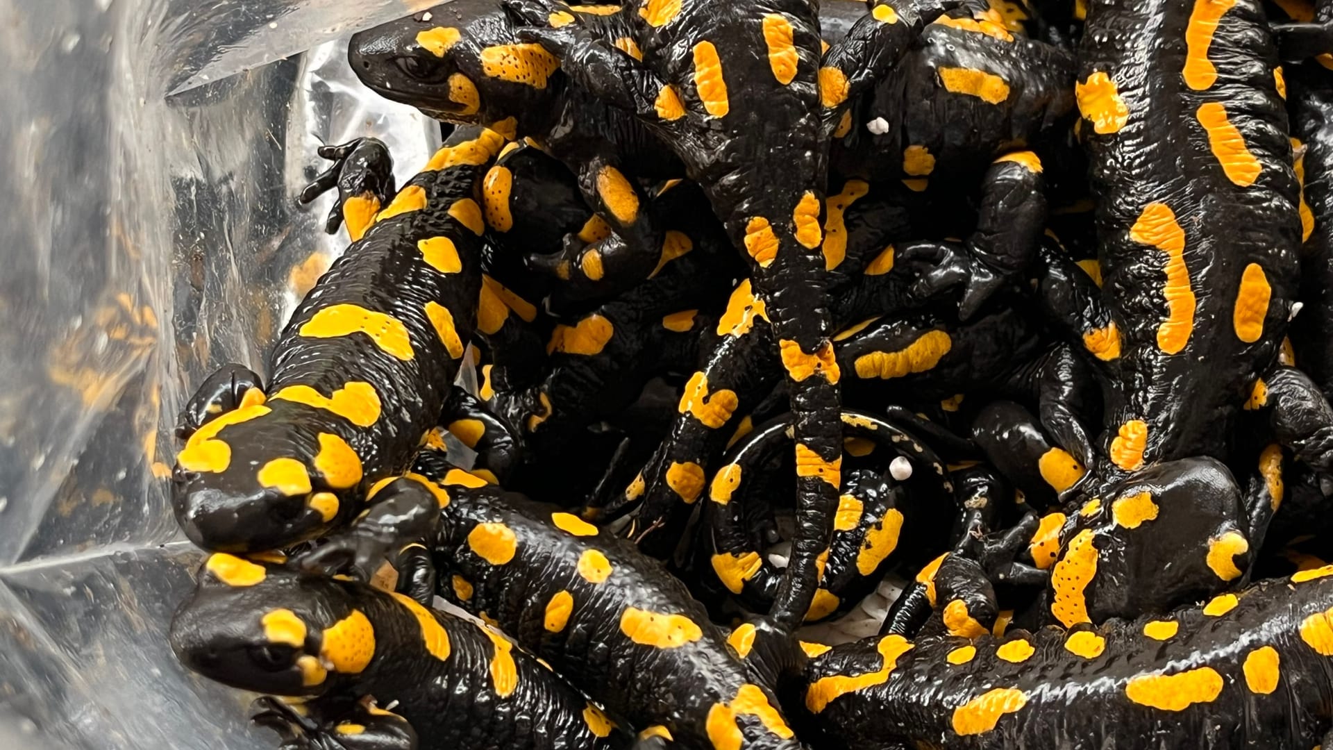 Die Stadtpolizei Frankfurt hat Feuersalamander gerettet.