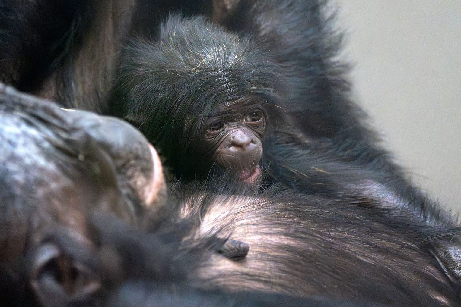 Bonobo-Nachwuchs in Stuttgart