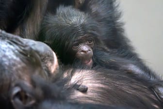 Bonobo-Nachwuchs in Stuttgart