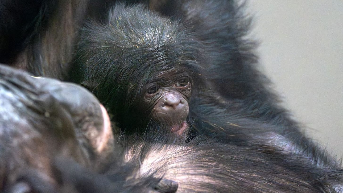 Bonobo-Nachwuchs in Stuttgart