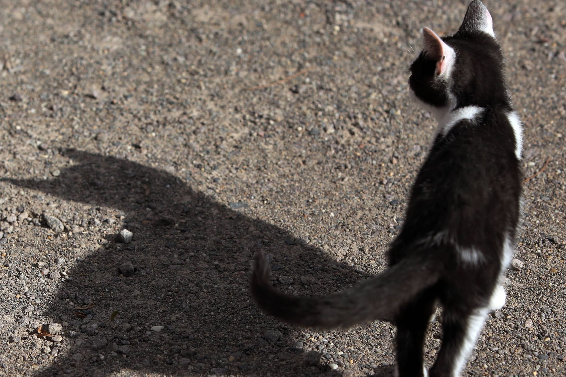 Katze (Symbolbild): Behörden warnen, sich keinen Katzen zu nähren, die verdächtig aussehen.