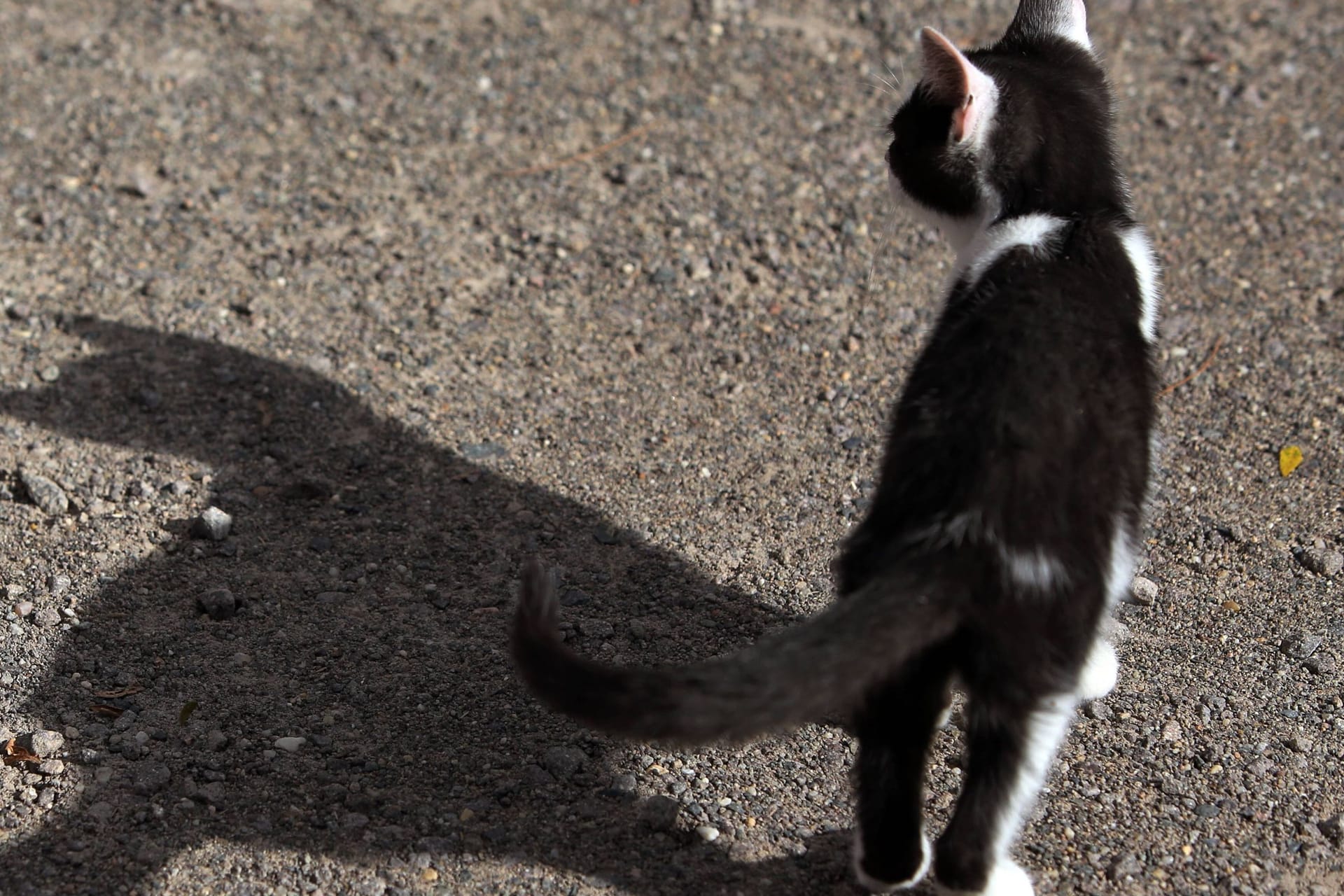 Katze (Symbolbild): Behörden warnen, sich keinen Katzen zu nähren, die verdächtig aussehen.