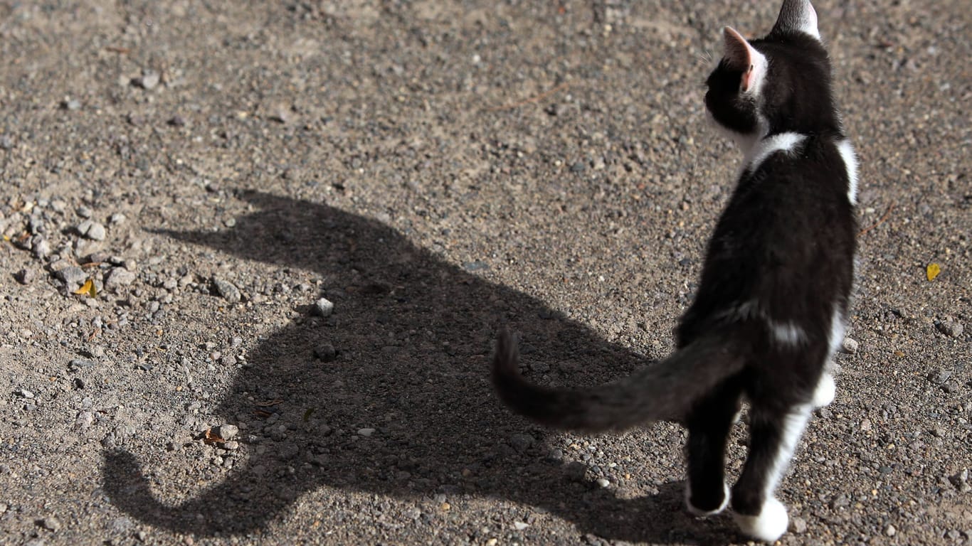 Katze (Symbolbild): Behörden warnen, sich keinen Katzen zu nähren, die verdächtig aussehen.