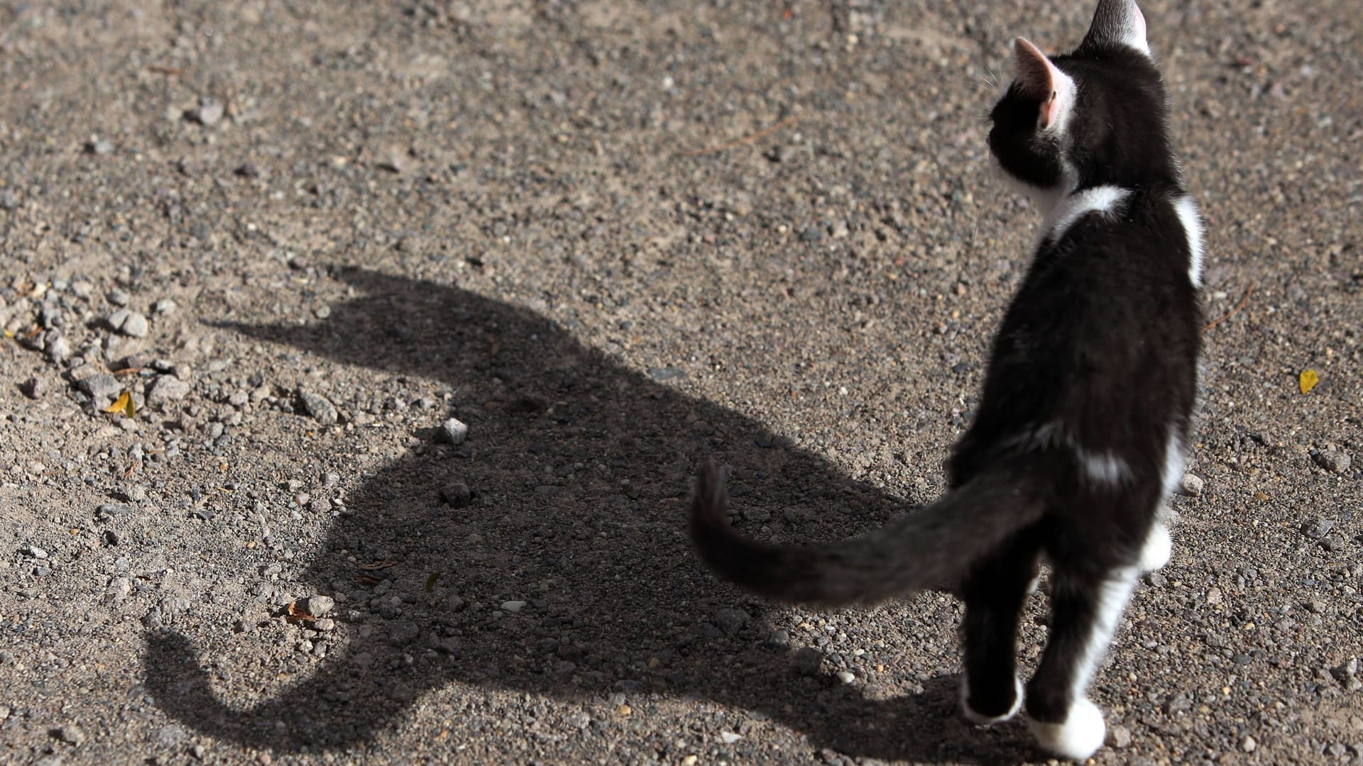 Katze (Symbolbild): Behörden warnen, sich keinen Katzen zu nähren, die verdächtig aussehen. Katze (Symbolbild): Behörden warnen, sich keinen Katzen zu nähren, die verdächtig aussehen.