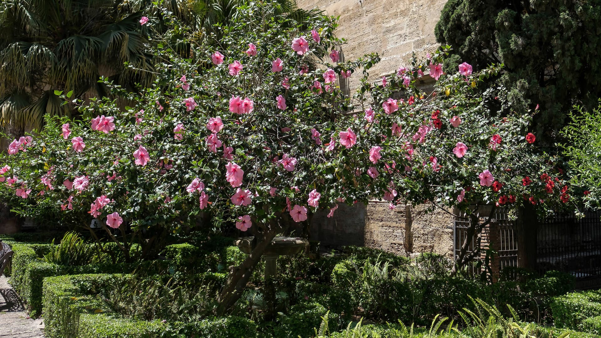 Hibiskus Hochstamm: Die Erziehung zu dieser Wuchsform braucht mehrere Jahre.