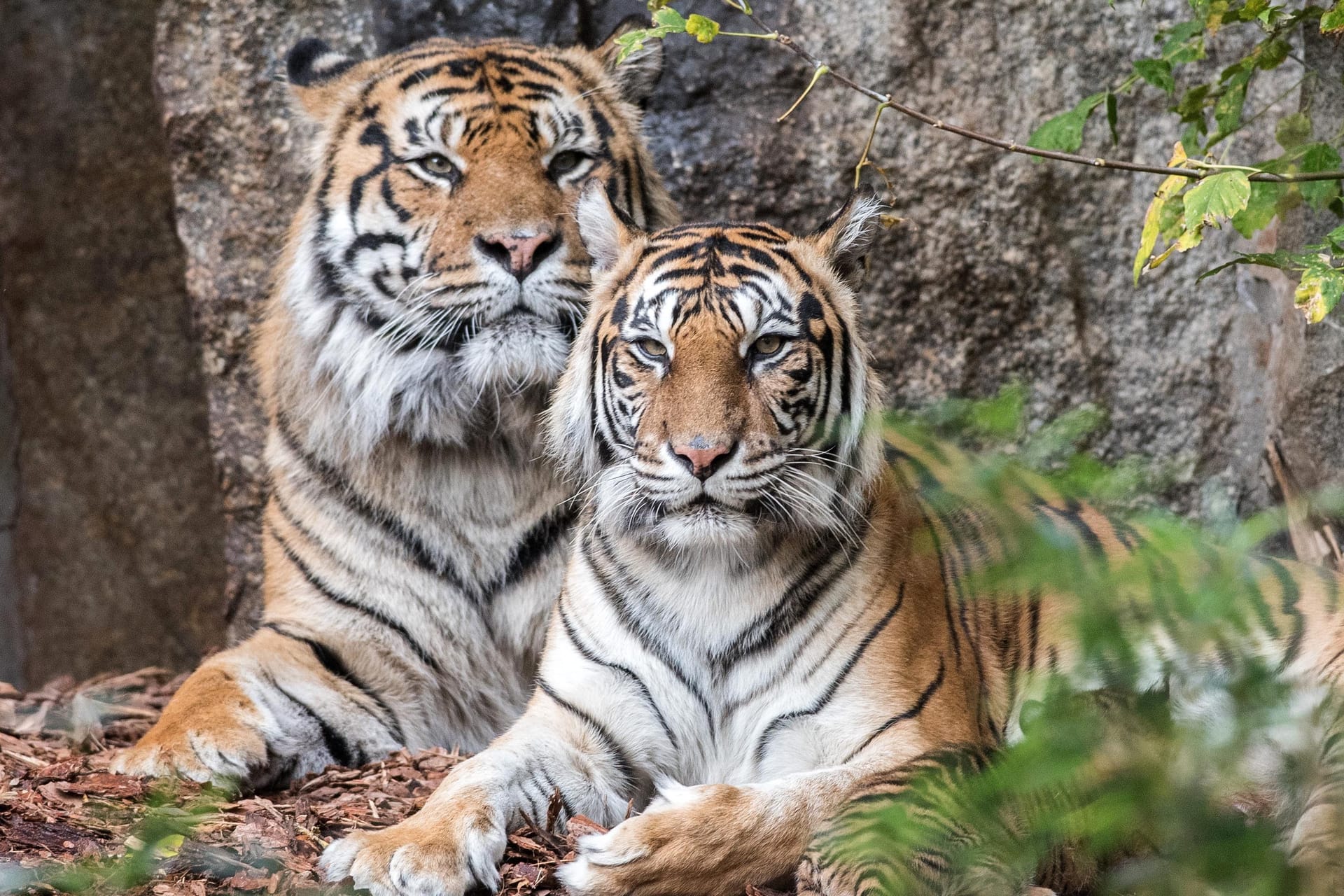 Das Tigerpaar Mayang (13) und Jae Jae (15): Die beiden haben zum zweiten Mal Nachwuchs bekommen.