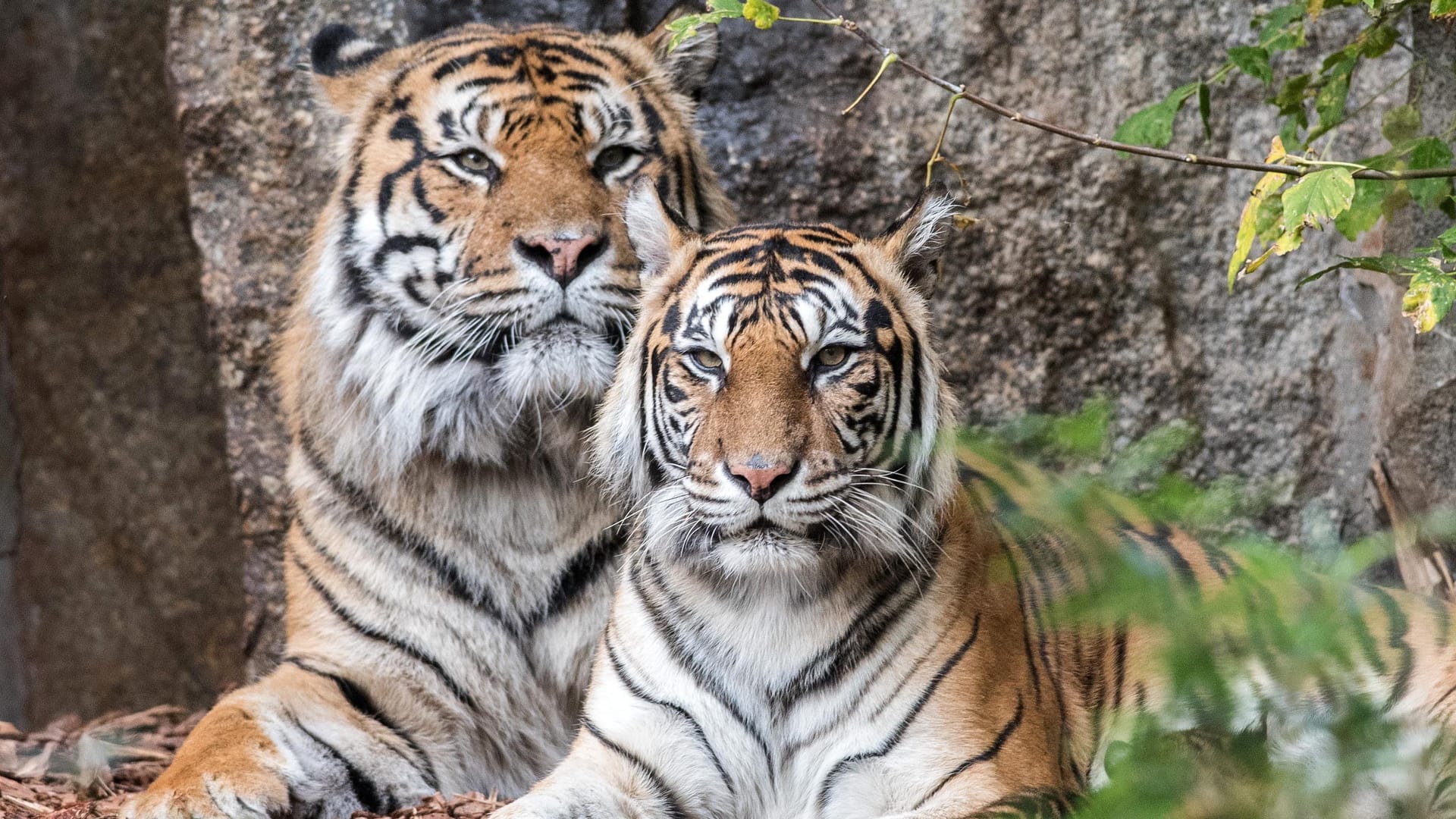 Das Tigerpaar Mayang (13) und Jae Jae (15): Die beiden haben zum zweiten Mal Nachwuchs bekommen.