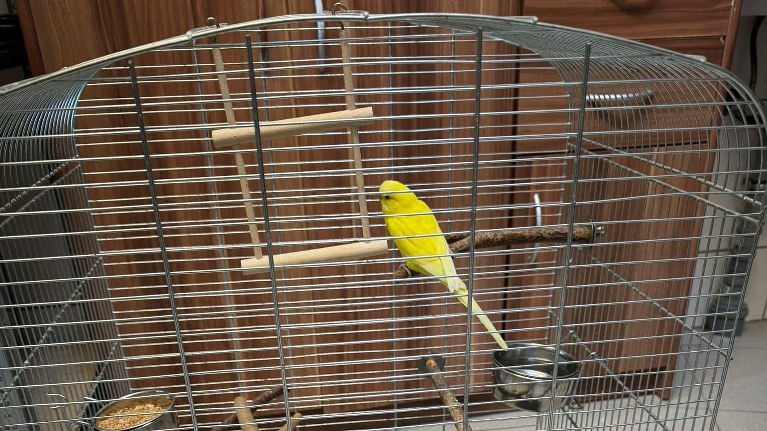 Ein Kanarienvogel in seinem Käfig: In Essen hat die Polizei das einsame Tier aus der Wohnung einer Seniorin befreit. Ein Kanarienvogel in seinem Käfig: In Essen hat die Polizei das einsame Tier aus der Wohnung einer Seniorin befreit.
