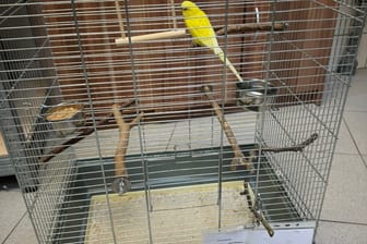 Ein Kanarienvogel in seinem Käfig: In Essen hat die Polizei das einsame Tier aus der Wohnung einer Seniorin befreit.