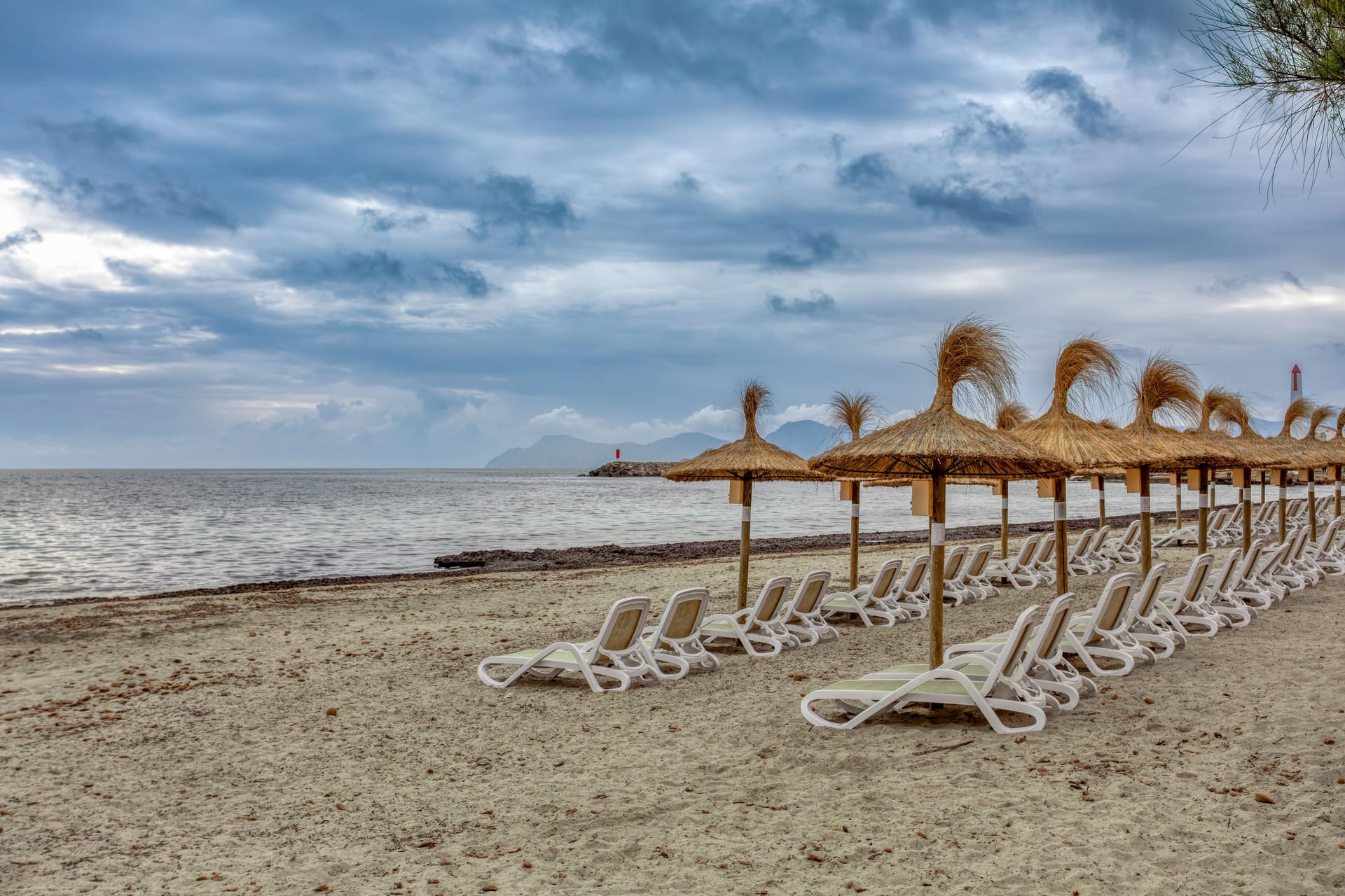 Can Picafort Beach with straw umbrellas and sun loungers, Can Picafort, Balearic