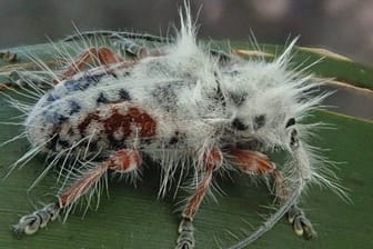 Der neue entdeckte Käfer wird von seinem Entdecker liebevoll Punk Käfer genannt.