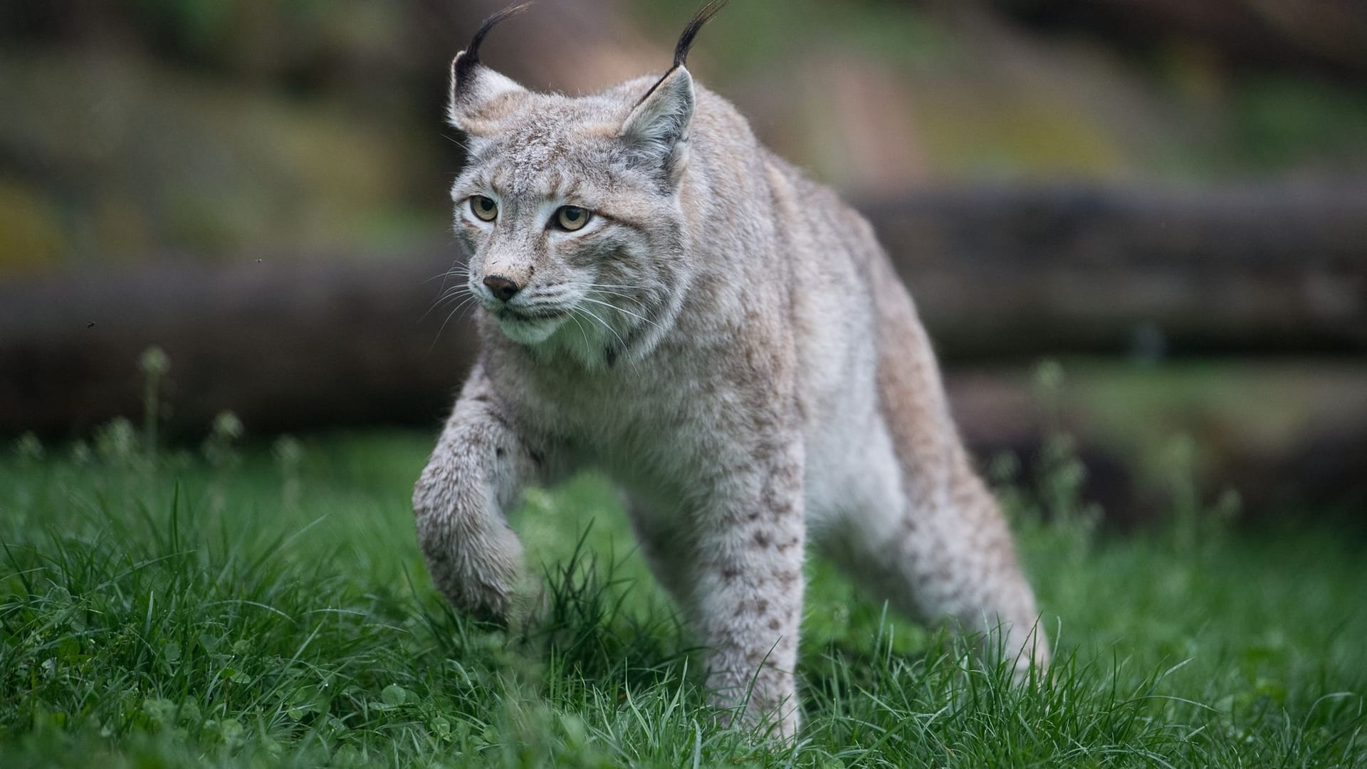 Eurasischer Luchs