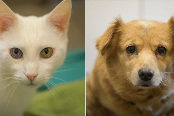 Kater "Snow" und Hündin "Mia" brauchen dringend Hilfe. Aktuell leben beide im Essener Tierheim.