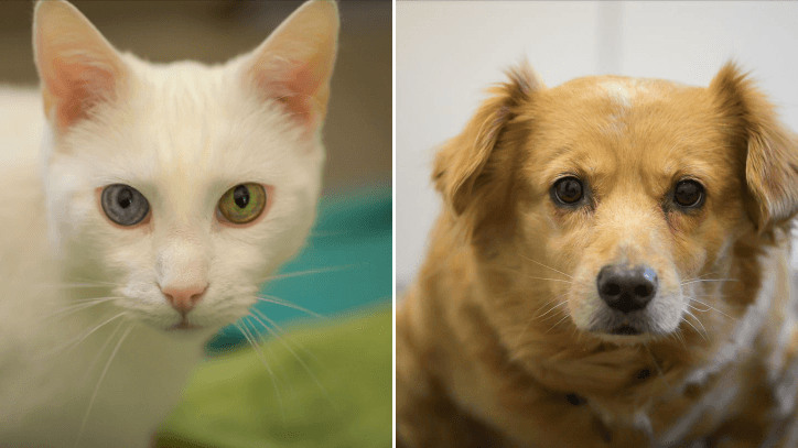 Kater "Snow" und Hündin "Mia" brauchen dringend Hilfe. Aktuell leben beide im Essener Tierheim. Kater "Snow" und Hündin "Mia" brauchen dringend Hilfe. Aktuell leben beide im Essener Tierheim.