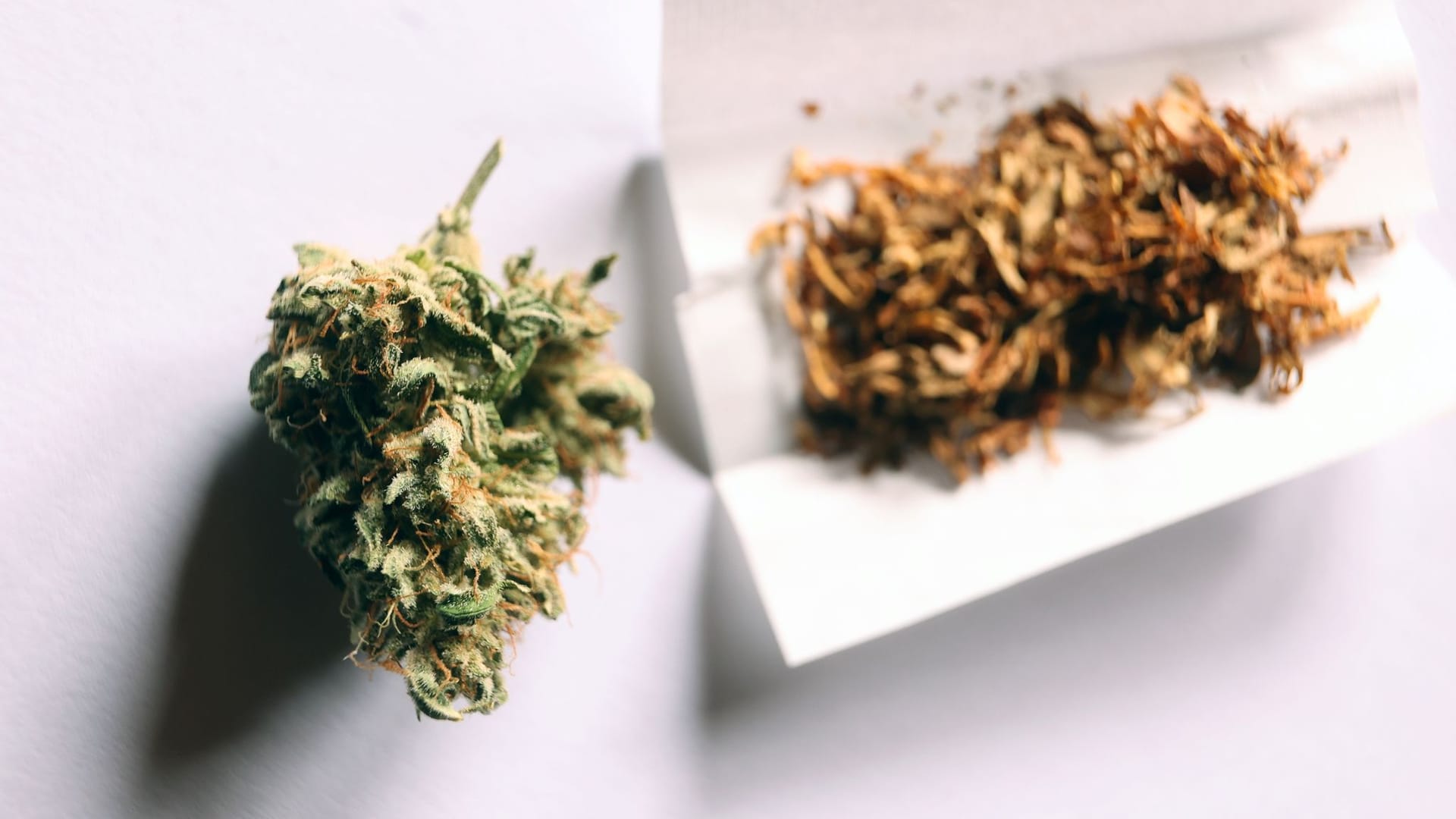 Cannabis Cannabis