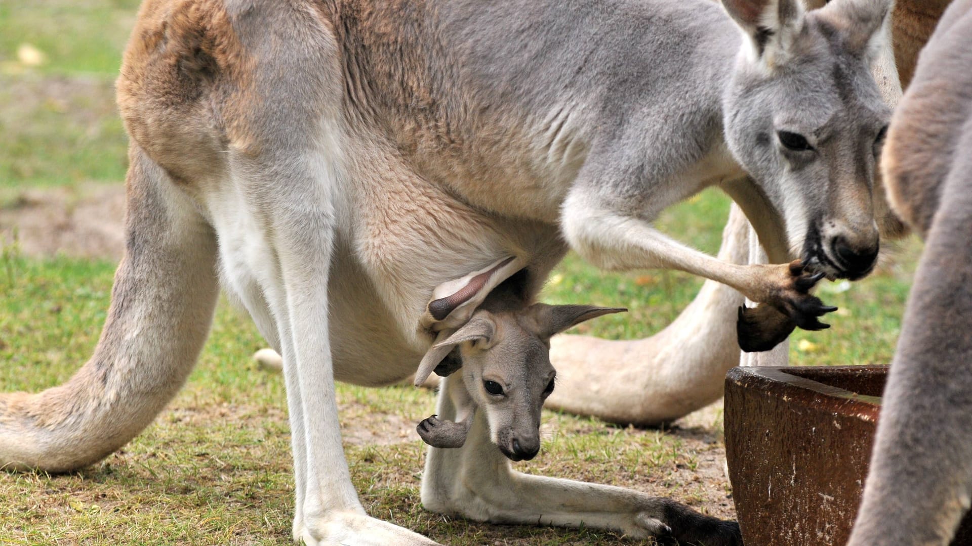 Ein Rotes Riesenkänguru mit Nachwuchs im Beutel (Archivbild): Auch im Dortmunder Zoo gibt es nun ein solches Tierbaby zu bestaunen.