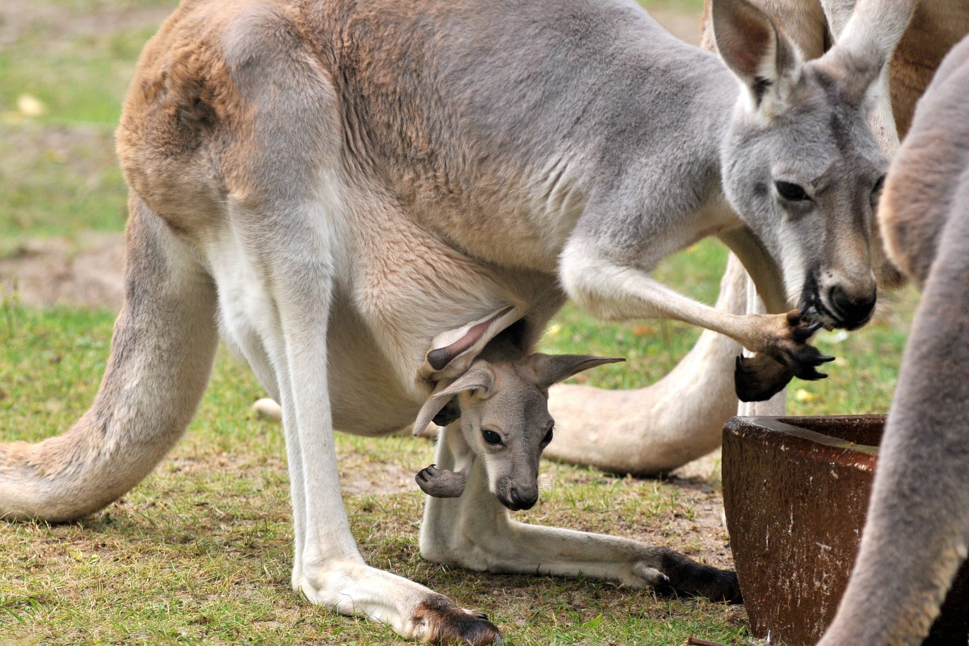 Ein Rotes Riesenkänguru mit Nachwuchs im Beutel (Archivbild): Auch im Dortmunder Zoo gibt es nun ein solches Tierbaby zu bestaunen.