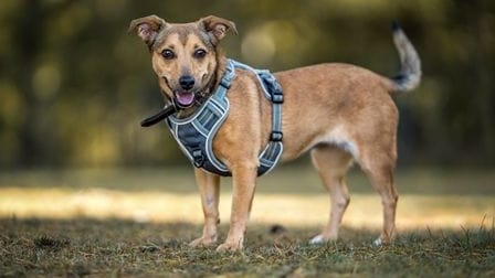 Die Hündin lebt seit rund einem halben Jahr im Tierheim.