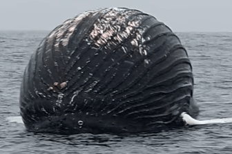 Ein aufgeblähter Buckelwal auf dem Meer: Der Finder drehte ein Video - und floh dann vor der Explosionsgefahr.