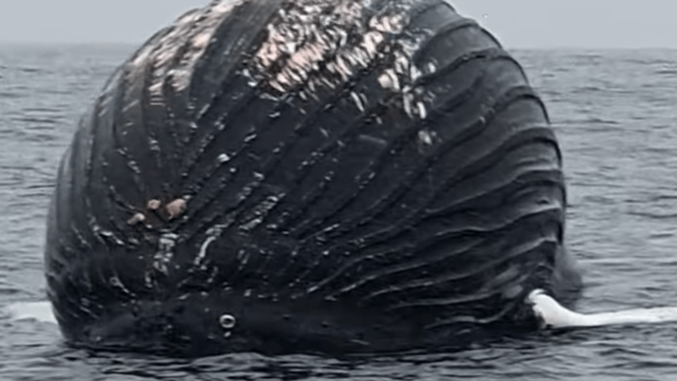 Ein aufgeblähter Buckelwal auf dem Meer: Der Finder drehte ein Video - und floh dann vor der Explosionsgefahr.