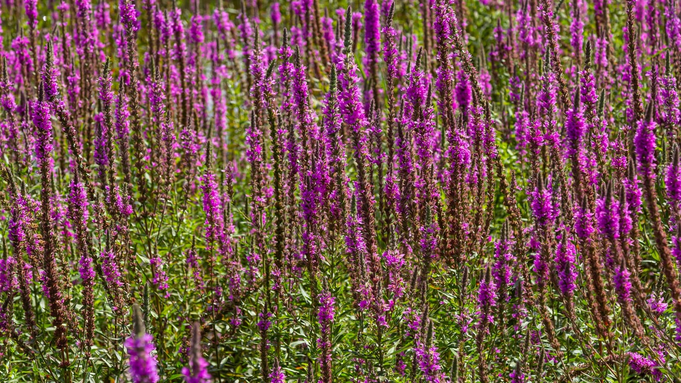 Purple loosestrife Lythrum salicaria inflorescence. Flower spike of plant in the family Lythraceae, associated with wet habitats