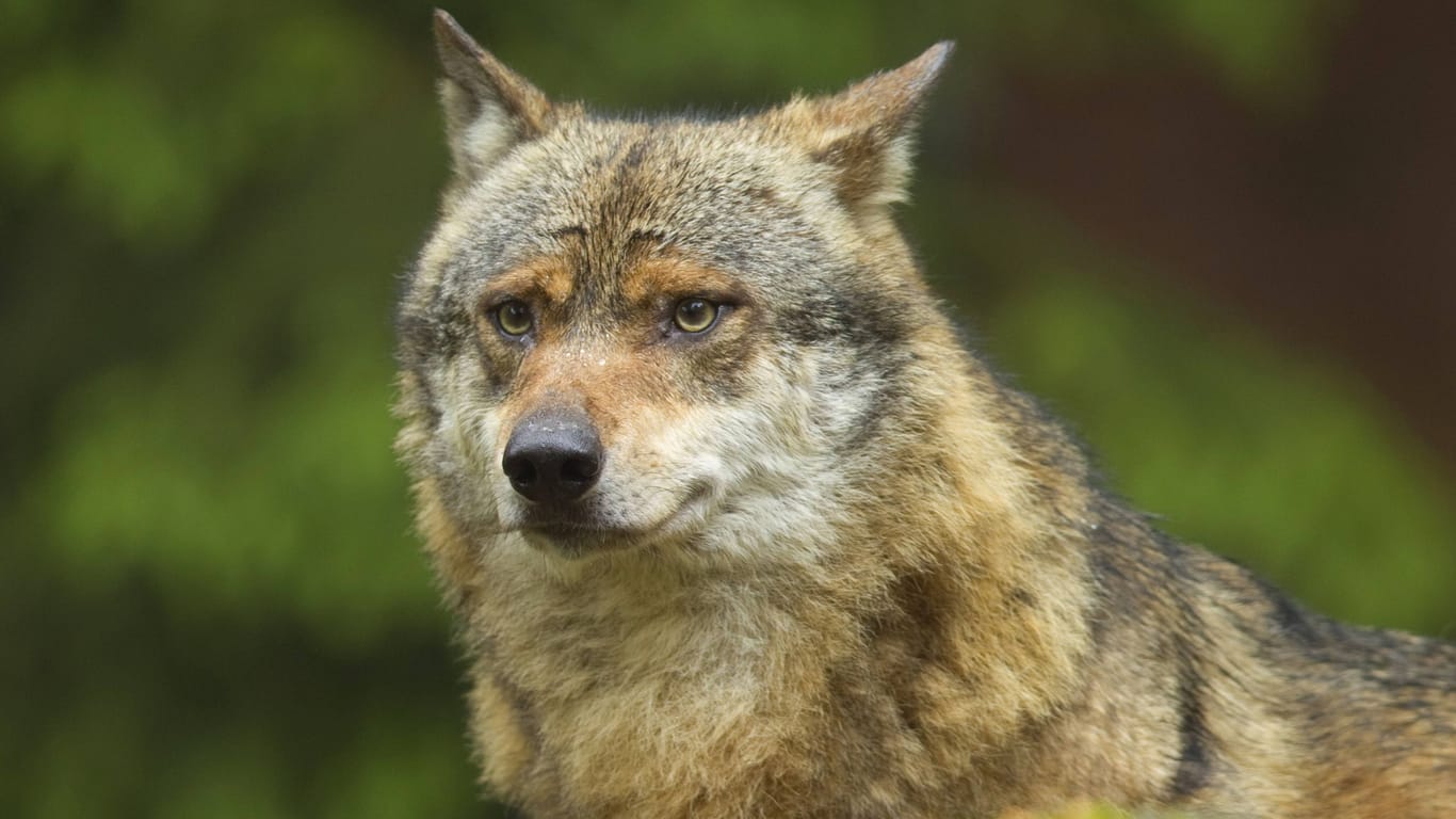 Ein europäischer Grauwolf (Symbolfoto): Bei einem mutmaßlichen Wolfsangriff sind auf der Gefängnisinsel Hahnöfersand drei Schafe gestorben.