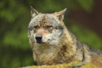 Ein europäischer Grauwolf (Symbolfoto): Bei einem mutmaßlichen Wolfsangriff sind auf der Gefängnisinsel Hahnöfersand drei Schafe gestorben.